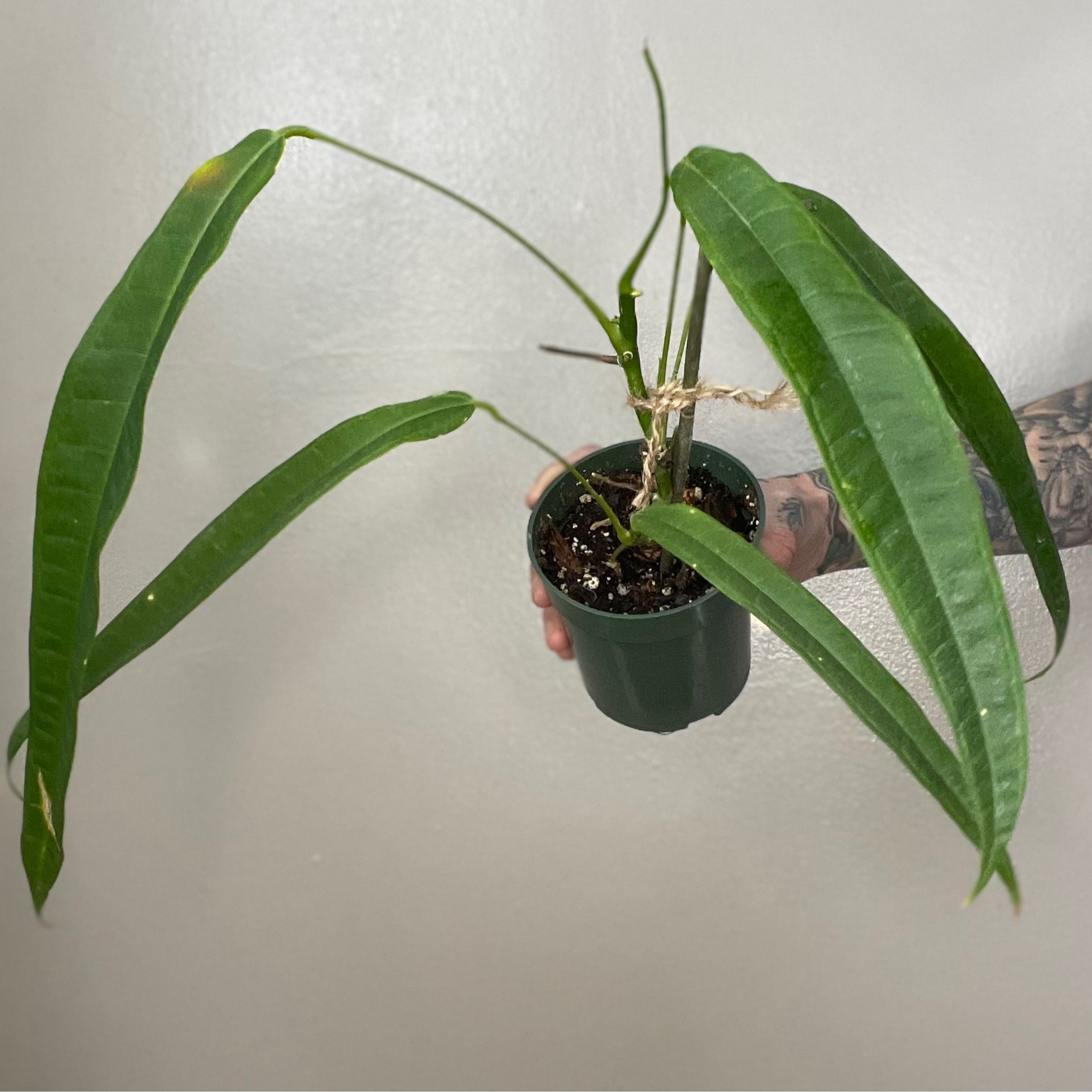 Anthurium Lutheri 4” | Three Green Thumbs